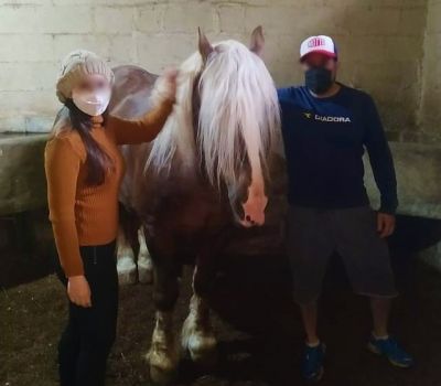 Cavalo